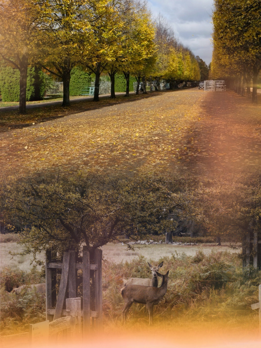 Two Ways to Be Calm. From Richmond to Regent’s Park